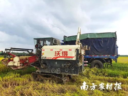 廣東各方協(xié)同行動(dòng)，農(nóng)機(jī)服務(wù)筑牢農(nóng)業(yè)基本盤(pán)以應(yīng)對(duì)災(zāi)情挑戰(zhàn)